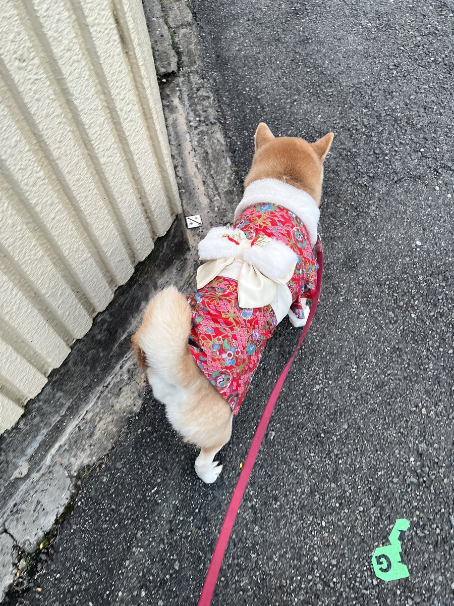 shibadog_48's tweet photo. 七五三行ってきた👘

あたち写真とかのモデルになるの苦手なんだよね(´・ω・｀)

#柴犬 #柴犬大好き  #柴犬のいる暮らし  #柴犬のいる生活  #柴犬を崇めよ  #柴犬のいる幸せ  #七五三 https://t.co/oTFgYoB5AR
