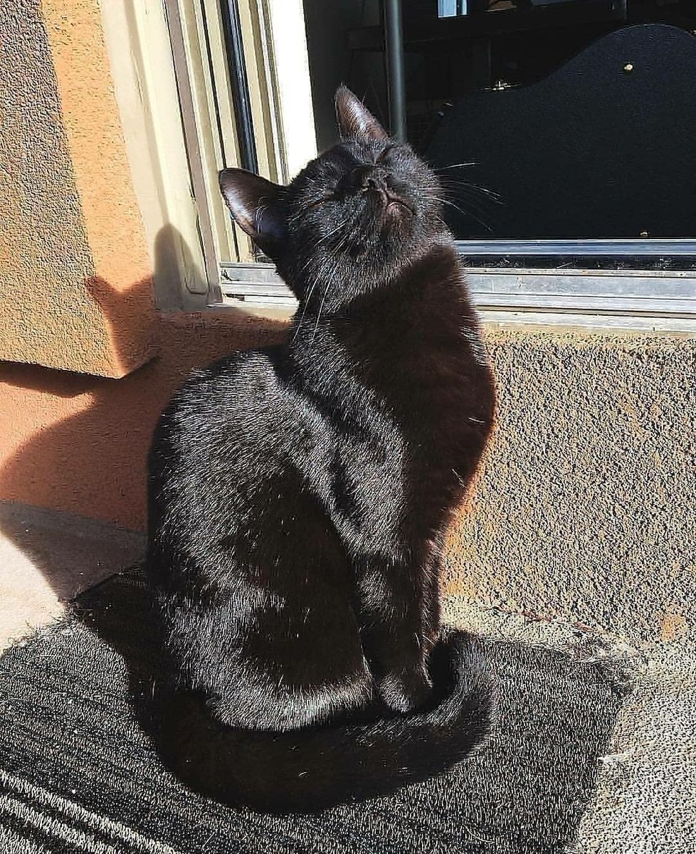 Why you should have a cat tweet media