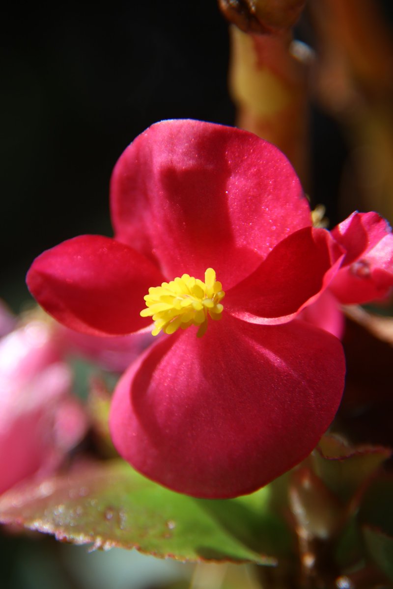 gontanokoneroku's tweet image. Begonia 😯

#Photography #Flowers #Begonia