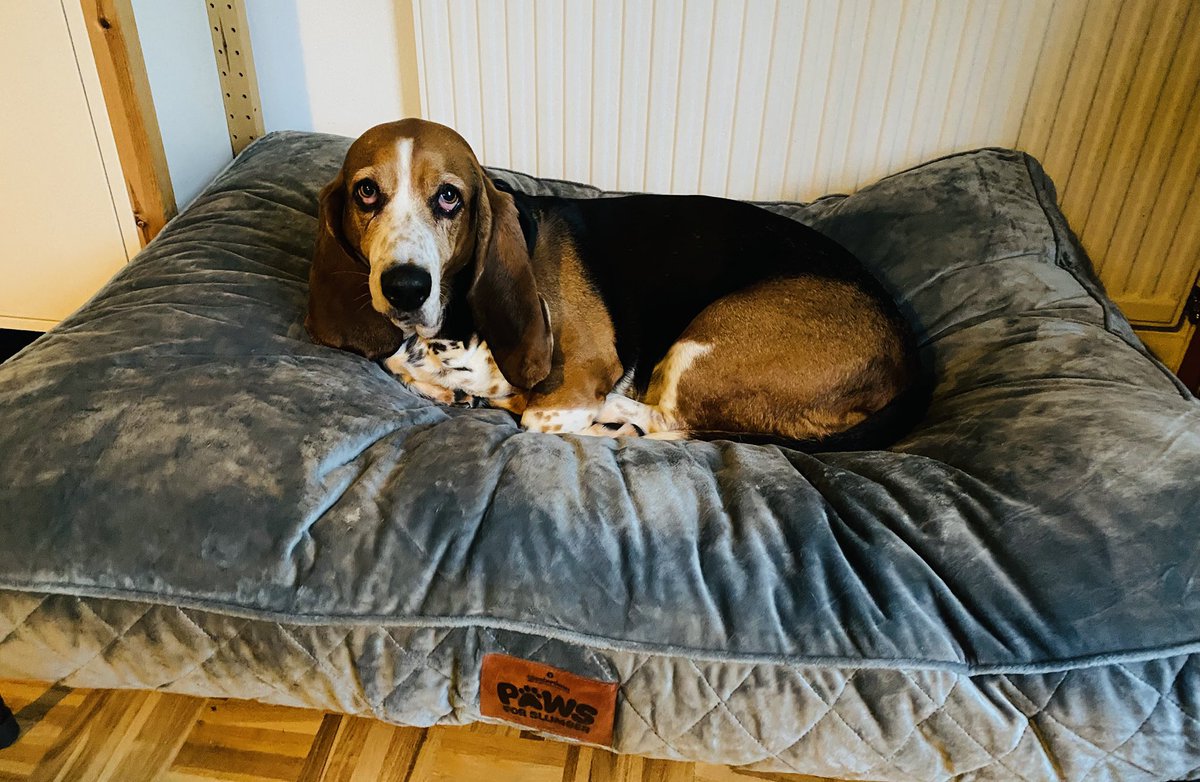Lina the parish hound, SCP tweet media