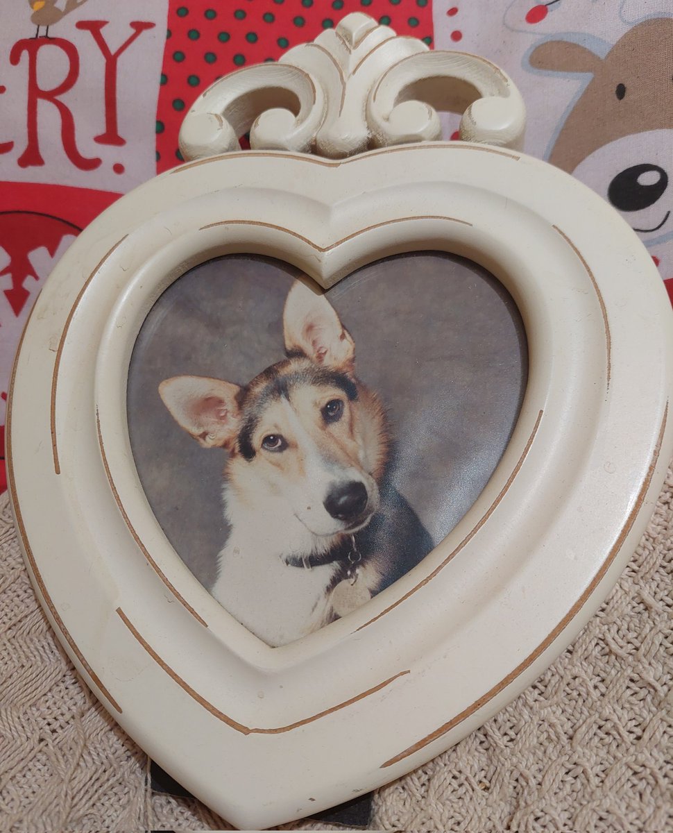 Sue...GSD Mum 🏴🐾🐦🐦🐦🐦🐦🐦 tweet media