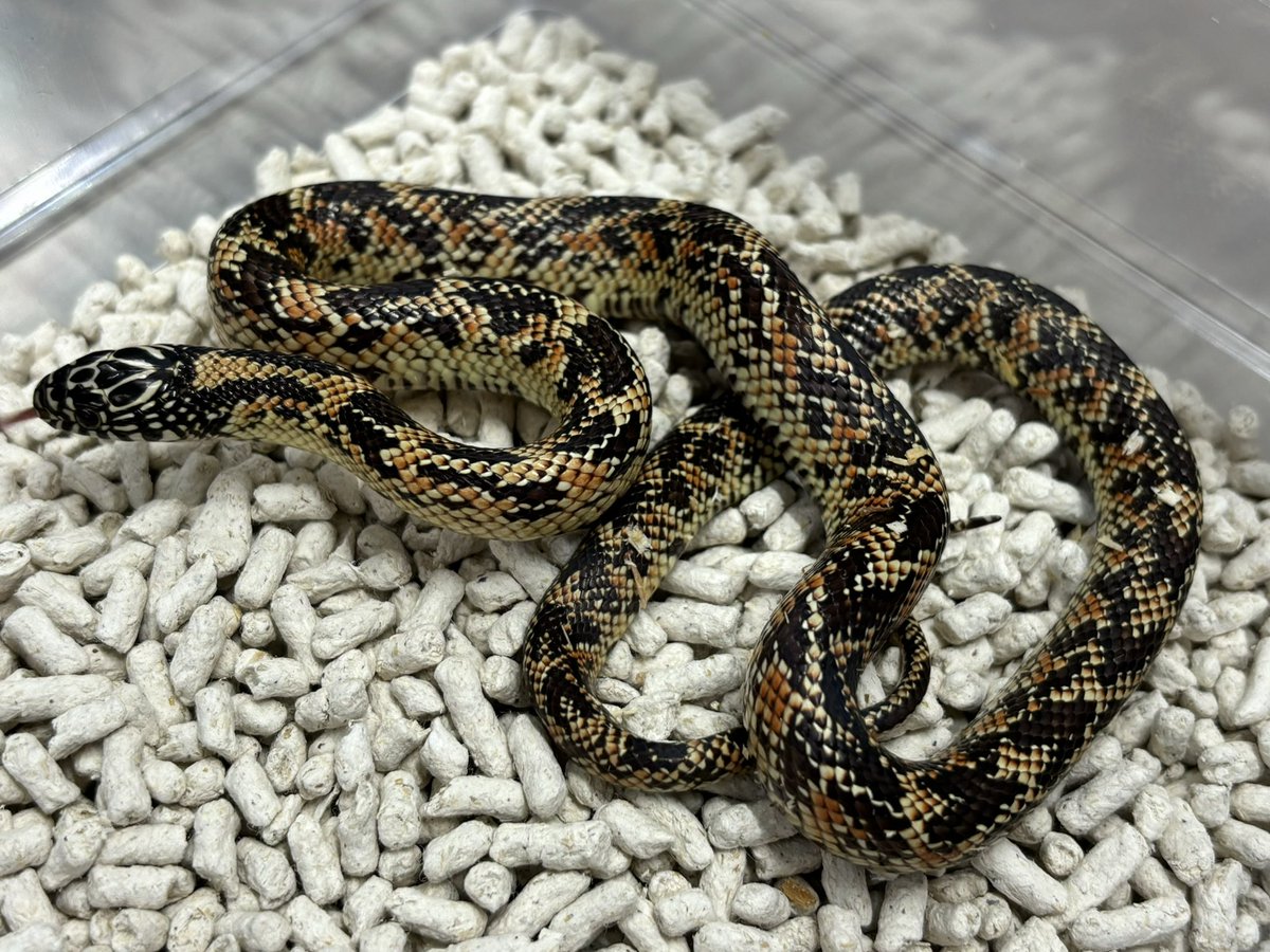 3階新入荷🐍 アメリカ便来てます〜🤴🍼 ・ブルックスキングスネーク