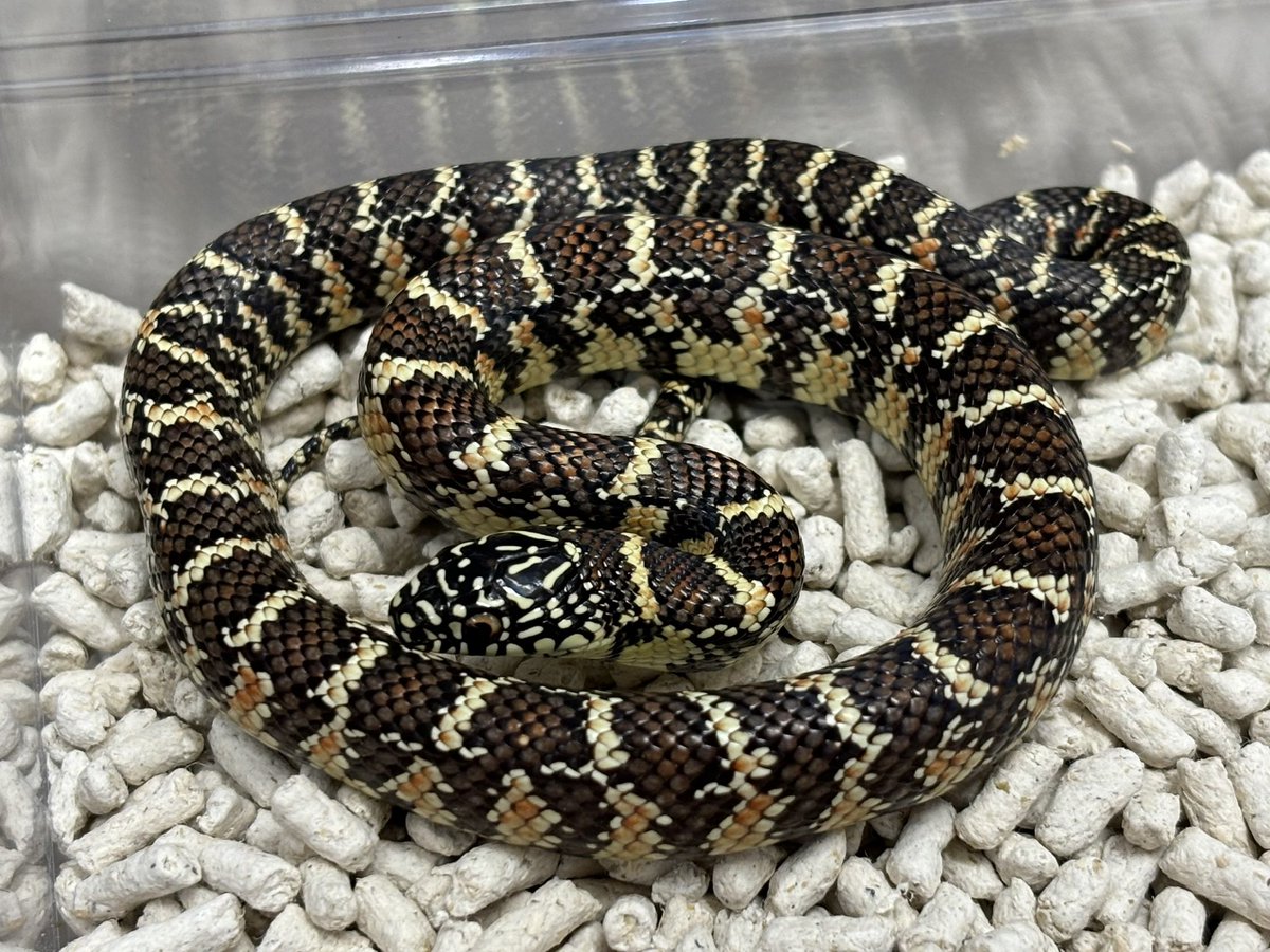 3階新入荷🐍 アメリカ便来てます〜🤴🍼 ・ブルックスキングスネーク