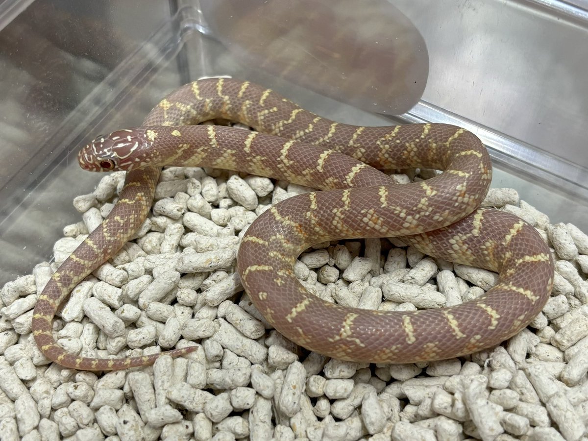 3階新入荷🐍 アメリカ便来てます〜🤴🍼 ・ブルックスキングスネーク