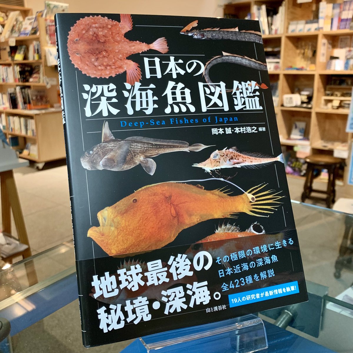 タイムSALE10日迄1000円引き素敵な魚のブックシェルフ（1930年）