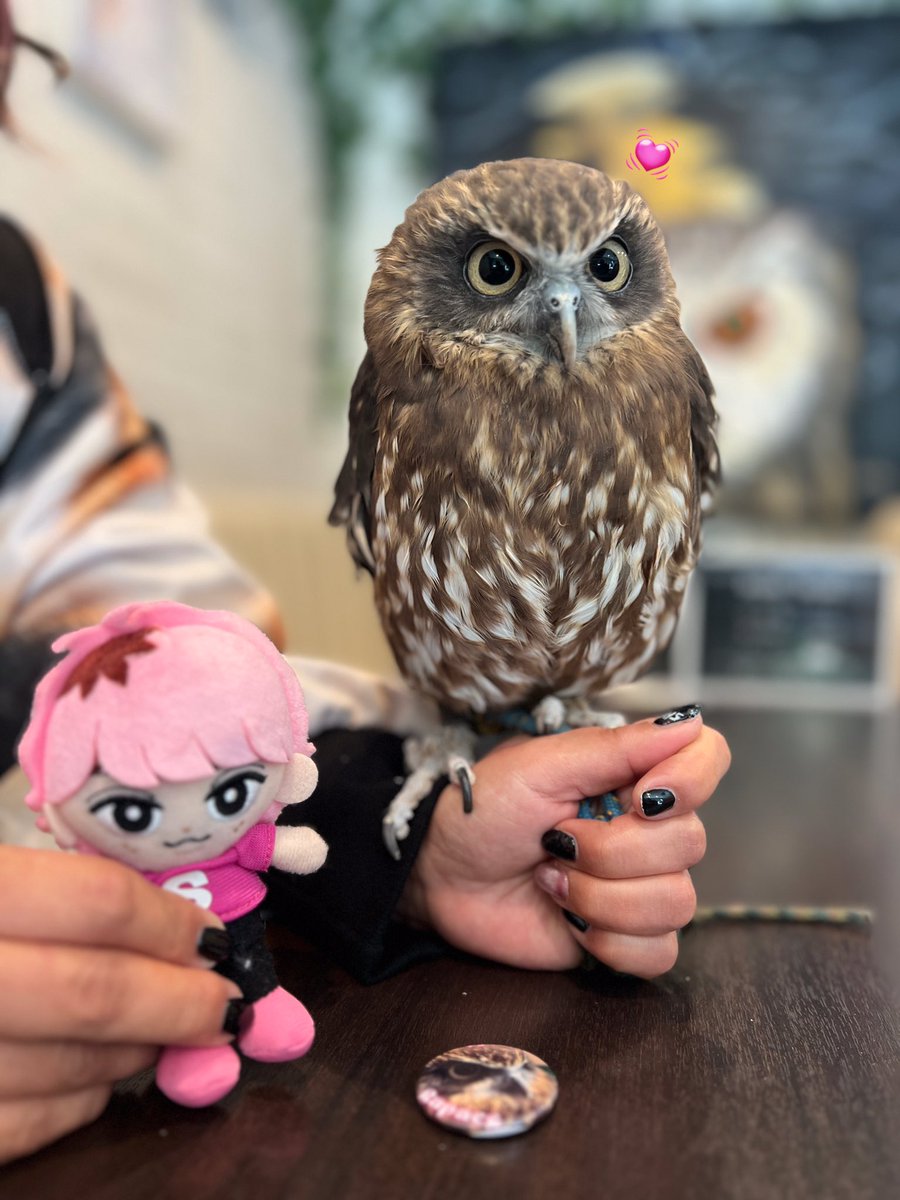Rapace2960's tweet photo. 今日のテンちゃん🩷🦉🩷

#フクロウ #ふくろう #フクロウカフェ #ふくろうカフェ #町田フクロウカフェ #フクロウカフェrapace https://t.co/IymwGefnCy