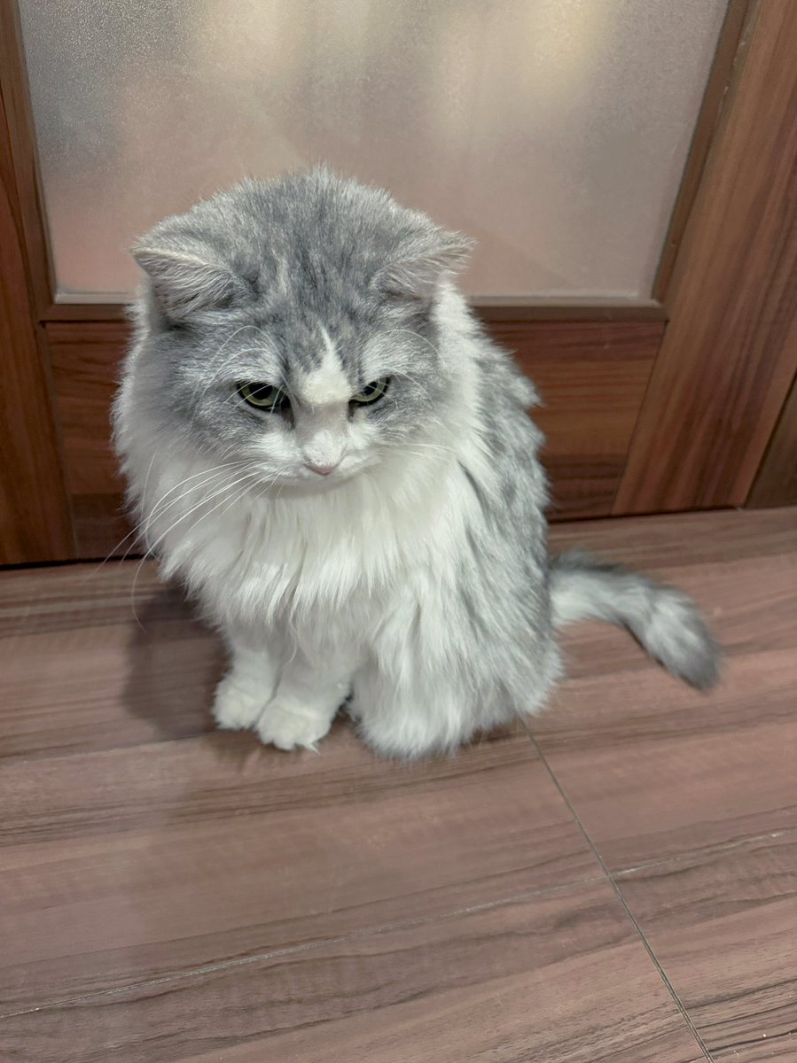 uni_mafumafu's tweet photo. いろはの体調がよくないから、おやつにこっそり薬をまぜて与えてるのですが...

これはさっさとおやつをよこせの顔。
いつも不機嫌そうなのはなぜなの。 https://t.co/mg9I43bMp3