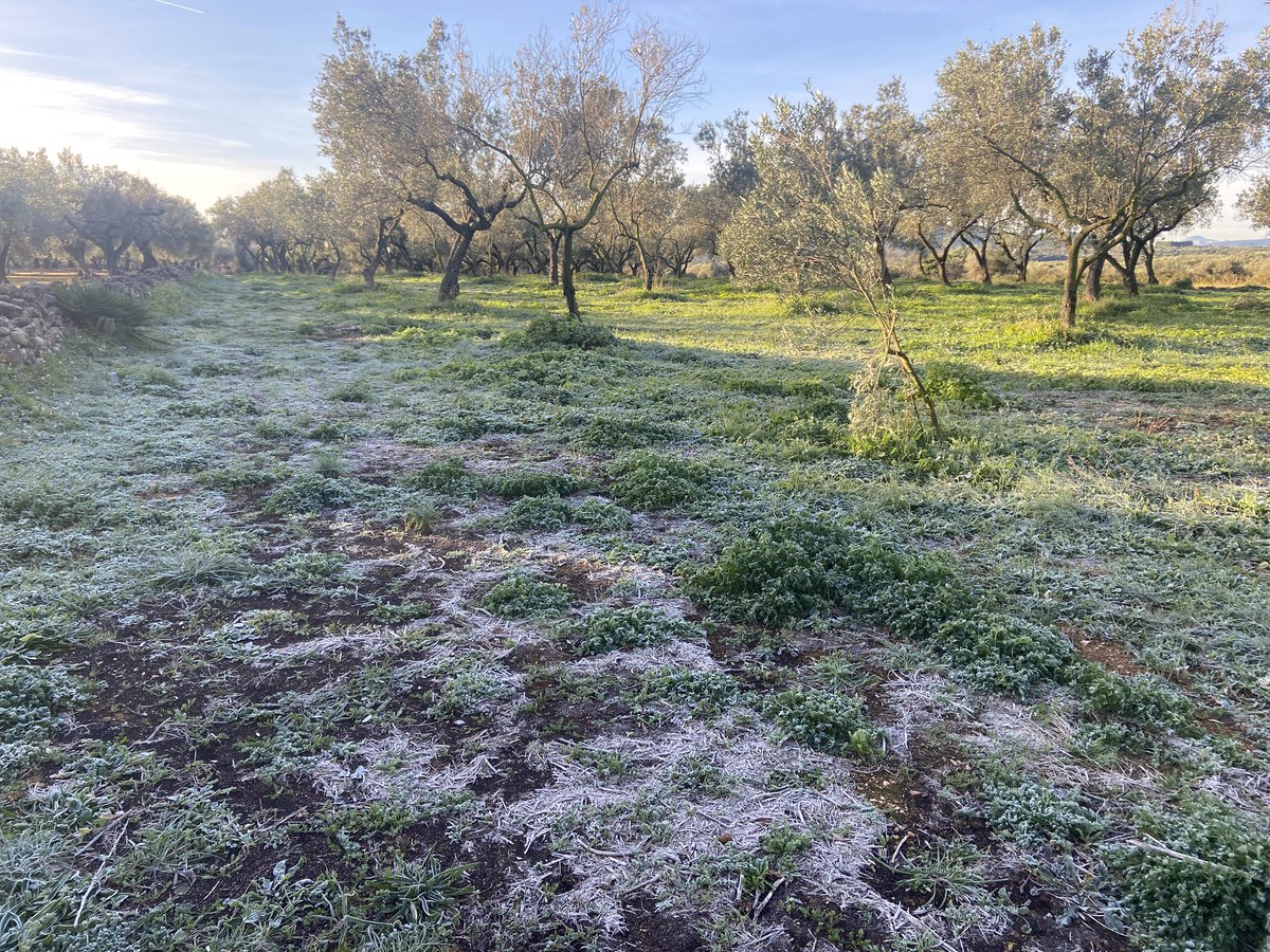 ullerol's tweet photo. Matí de rosada a les oliveres de la Jana #Maestrat
Cc @apuntoratge @avamet https://t.co/sbASC1DM7v