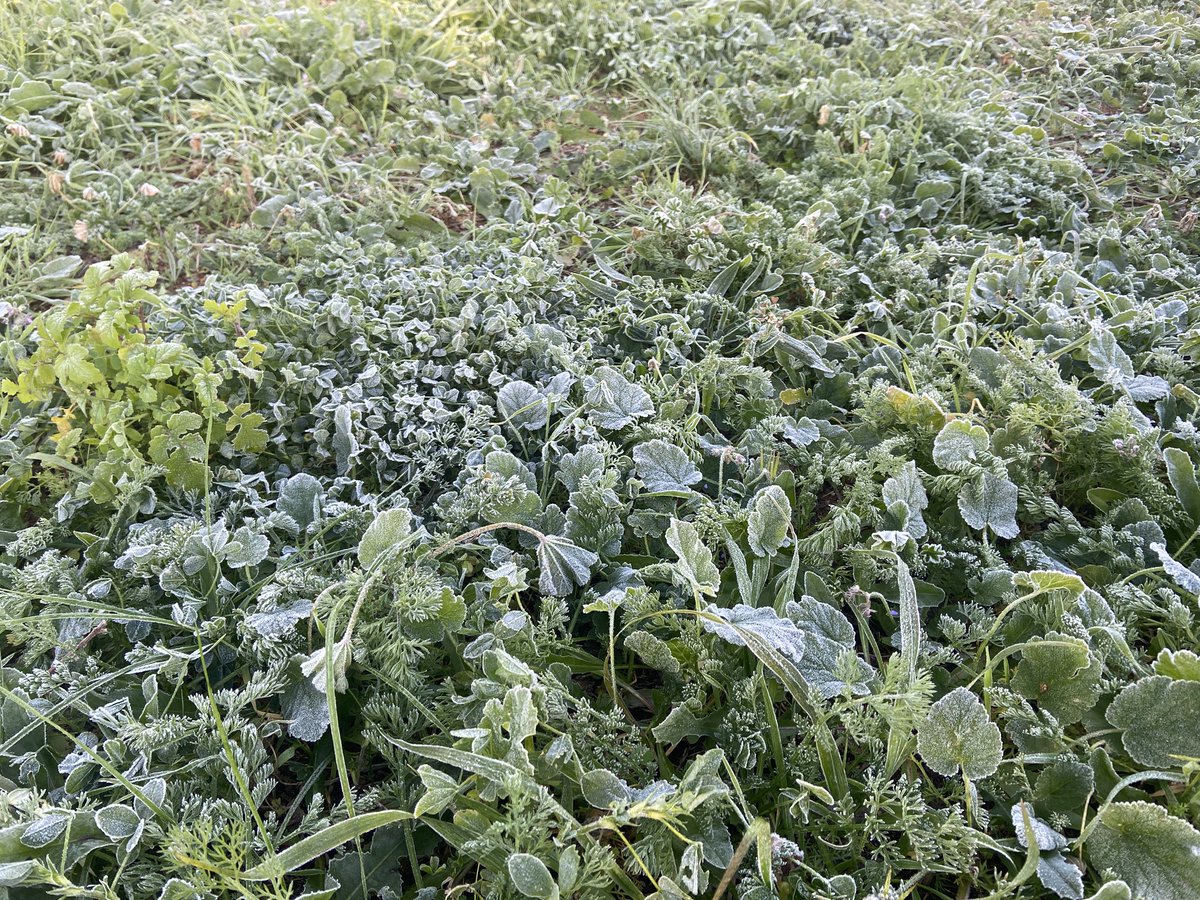 ullerol's tweet photo. Matí de rosada a les oliveres de la Jana #Maestrat
Cc @apuntoratge @avamet https://t.co/sbASC1DM7v