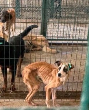 Şu masum/mazlum canları
taştan/demirden hücrelerle
aç/susuz bırakıp işkenceyle öldüren
vicdansız/cani ruhlu
hayat düşmanı katiller,
ağırlaştırılmış müebbet cezasıyla
aynı hücrelere kapatılsa, ancak
içim biraz serinler! Bu da benim anayasam!
#KatliamVar
Zulme #İsyan haktır #Susma