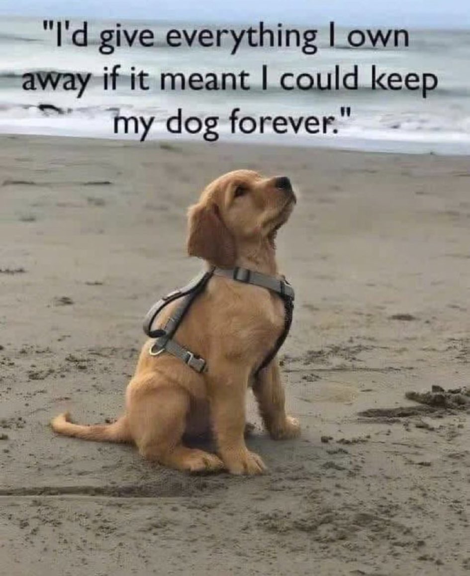 Puppies 🐶 (@puppiesiover) on Twitter photo 
