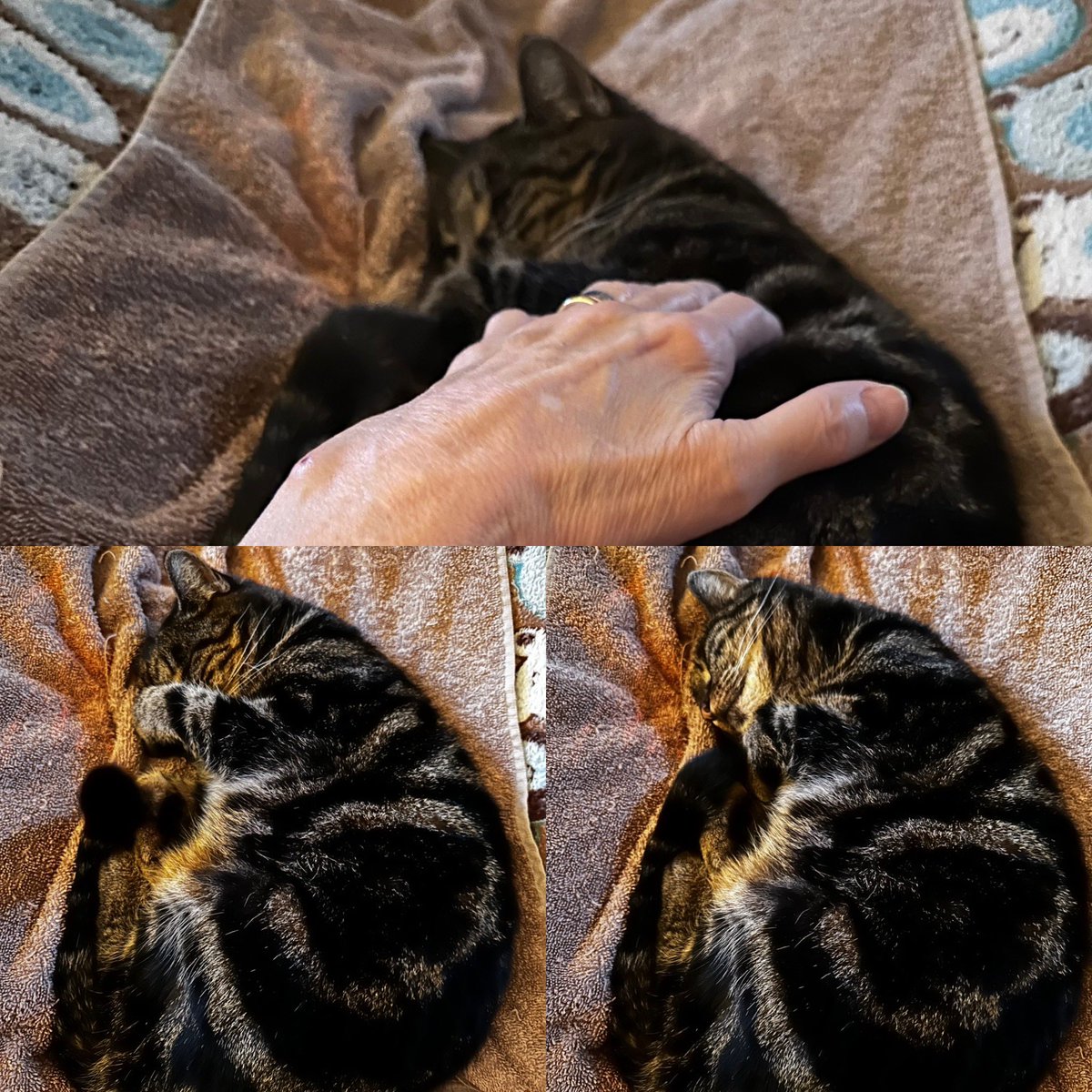 💜 Happiness for my little personal assistant is settling down for her Reiki. Giving Jack and others their distance Reiki, too. Hope it helps them all. 🙏🏻 💜🙌🏻🐾🐾🙌🏻💙 #reiki #healing #time #animalreiki #reikiforanimals #labradorretriever #cat #family #friends #love #help #bigcat