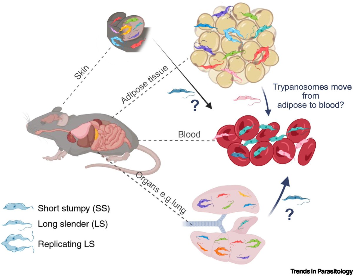 Trends in Parasitology (@trendsparasitol) on Twitter photo Drs Stephen Larcombe <a href="/jane_munday/">Jane Munday</a> & <a href="/rmc9z/">Richard McCulloch</a> highlight @MonicaMugnier & colleagues’ <a href="/Nature/">nature</a> article on tissue spaces as #reservoirs of #AntigenicDiversity for #Trypanosoma #brucei. <a href="/SBSatEd/">Biological Sciences | University of Edinburgh</a> <a href="/WCIPGLASGOW/">Centre For Parasitology</a> <a href="/UofGSii/">UofG Sii</a> <a href="/JohnsHopkinsMMI/">Molecular Microbiology and Immunology at JHSPH</a> <a href="/JohnsHopkinsSPH/">Johns Hopkins Bloomberg School of Public Health</a> #Trypanosome
cell.com/trends/parasit… Drs Stephen Larcombe <a href="/jane_munday/">Jane Munday</a> & <a href="/rmc9z/">Richard McCulloch</a> highlight @MonicaMugnier & colleagues’ <a href="/Nature/">nature</a> article on tissue spaces as #reservoirs of #AntigenicDiversity for #Trypanosoma #brucei. <a href="/SBSatEd/">Biological Sciences | University of Edinburgh</a> <a href="/WCIPGLASGOW/">Centre For Parasitology</a> <a href="/UofGSii/">UofG Sii</a> <a href="/JohnsHopkinsMMI/">Molecular Microbiology and Immunology at JHSPH</a> <a href="/JohnsHopkinsSPH/">Johns Hopkins Bloomberg School of Public Health</a> #Trypanosome
cell.com/trends/parasit…