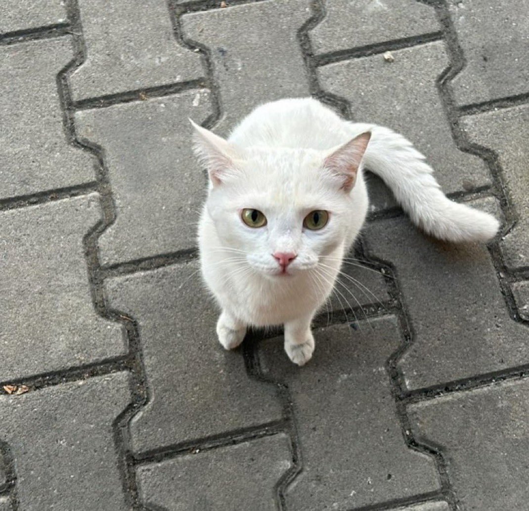 bu güzel kız  yol kenarlarında ağlıyor ve ne yapacağını bilmiyor. arabalardan çok korkuyor, kayıp bir ev kedisi. dişi, tahminen 1-2 yaş arası. 
paylaşsak  kaybeden ve ya sahiplenmek isteyen kişinin önüne düşerebilir miyiz 🙏 
Bursa / 0542 835 73 83

<a href="/berenbirdd/">Beren🌱</a>
