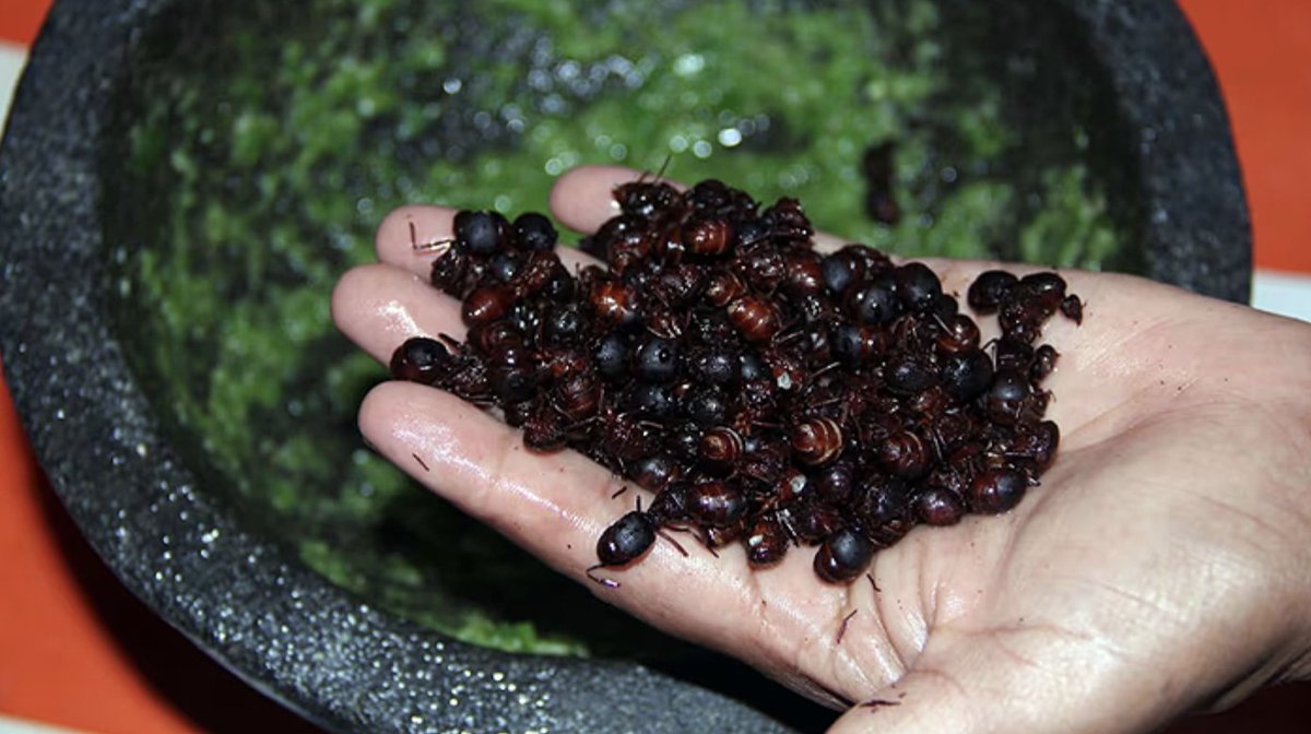aguerov's tweet photo. Un Fenómeno Gastronómico: 🌮📷 La chicatana no es solo un alimento; es una experiencia cultural. Su popularidad creciente plantea desafíos de sostenibilidad, pero también oportunidades para valorar y preservar tradiciones ancestrales. https://t.co/zFijtRhIrB