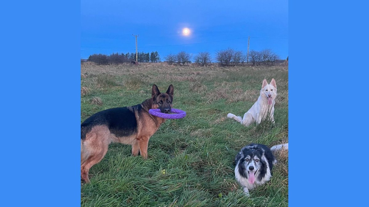 TrainingLines's tweet image. Rosie and Jack are all tongues, but Toby’s too busy with his Puller! 🐾👅🌙 

#TongueOutTuesday #TobyAndThePuller #DogLife #HappyDogs