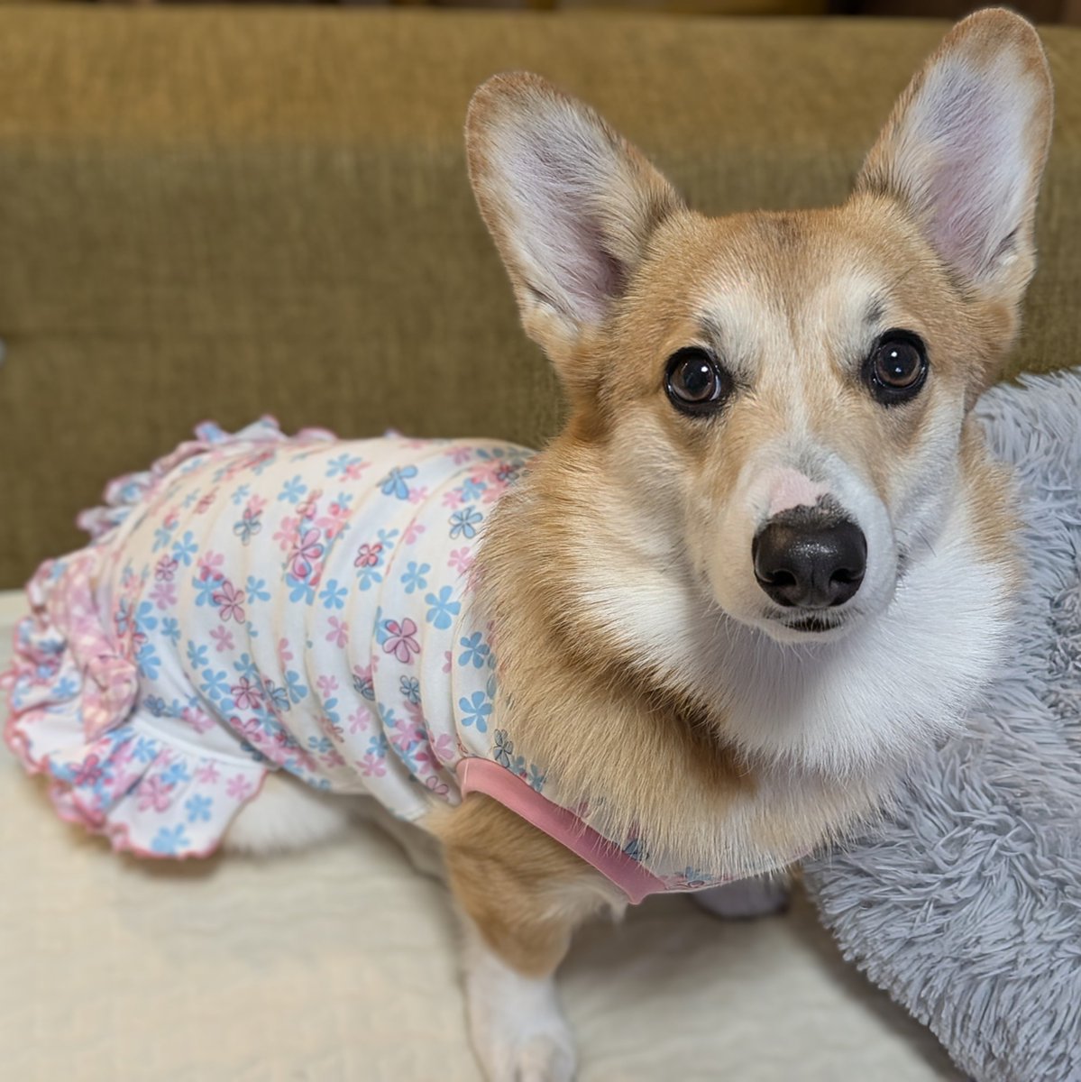 megusuke39's tweet image. cocoluluさん実物見て選べるの幸せだった✨きゃわ🩷
 #コーギー 
 #AJC