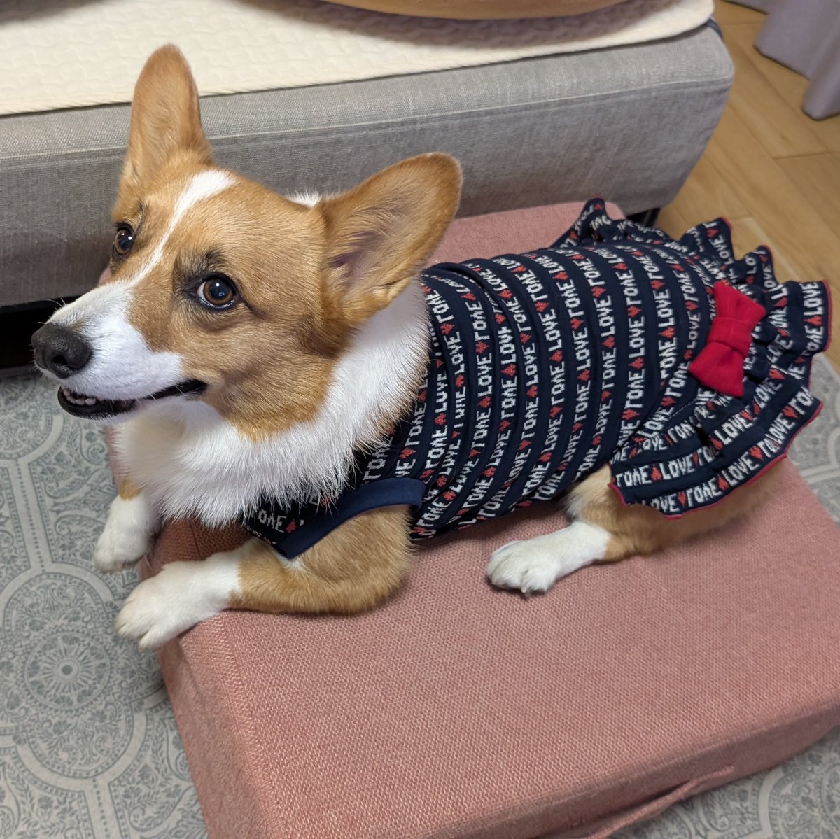 megusuke39's tweet image. cocoluluさん実物見て選べるの幸せだった✨きゃわ🩷
 #コーギー 
 #AJC