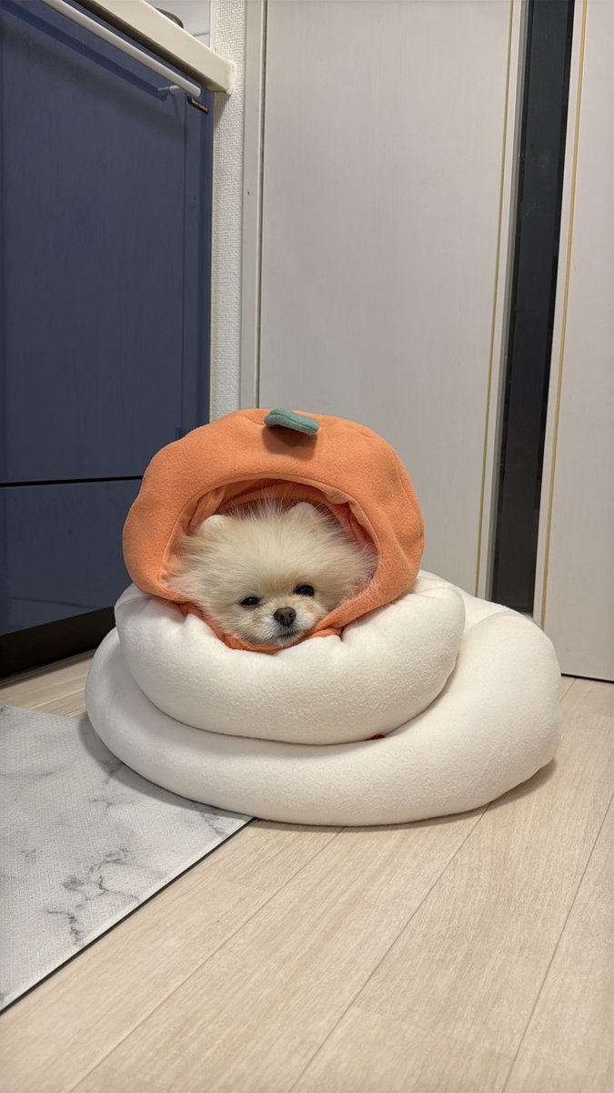 dog_Daikichi's tweet photo. 年末なのでまだやる気のない鏡餅。

#ポメラニアン　#犬　#わた毛LIFE
#dog #pomeranian https://t.co/6cemW1qAHS