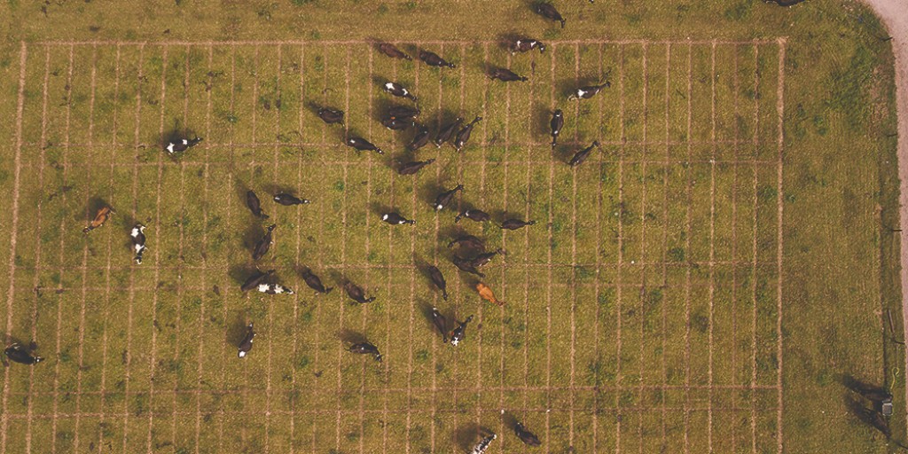Teagasc (@teagasc) on Twitter photo DNA information collected at birth can now be used to detect chromosomal abnormalities in livestock, helping avoid the costs and challenges of rearing infertile cattle. Read more about it in #TResearch magazine at this link: bit.ly/3OW1076
<a href="/agriculture_ie/">Dept of Agriculture, Food and the Marine</a> <a href="/VistaMilk/">VistaMilk Research Ireland Centre</a> DNA information collected at birth can now be used to detect chromosomal abnormalities in livestock, helping avoid the costs and challenges of rearing infertile cattle. Read more about it in #TResearch magazine at this link: bit.ly/3OW1076
<a href="/agriculture_ie/">Dept of Agriculture, Food and the Marine</a> <a href="/VistaMilk/">VistaMilk Research Ireland Centre</a>