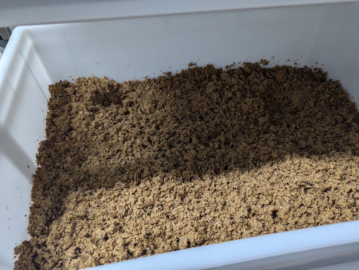 🍺🌱 El bagazo de cerveza: de residuo a recurso. En Proinsectfeed lo transformamos en proteína para una ganadería más sostenible. #EconomíaCircular #Sostenibilidad