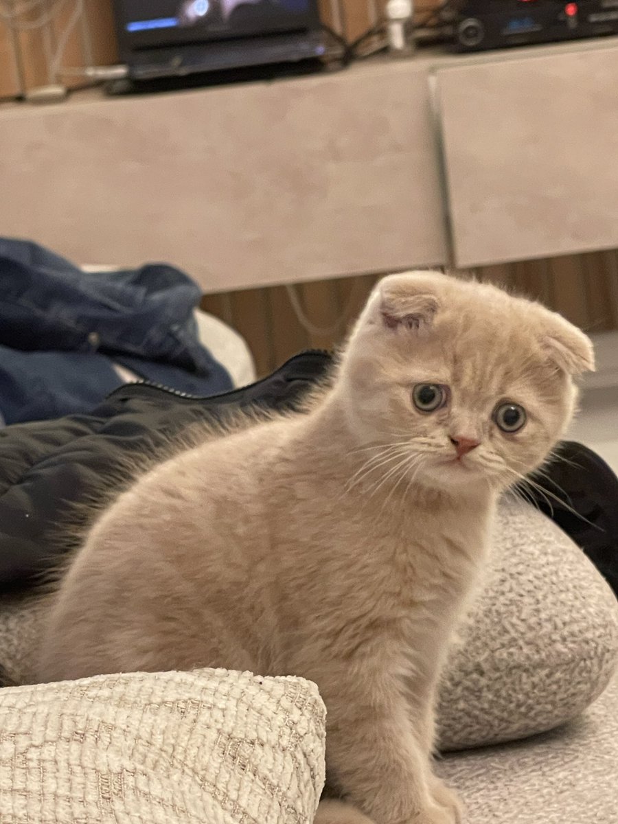 <a href="/LucieSHIB/">𝐋𝐔𝐂𝐈𝐄</a> List this #Bone on at least one new exchange 😒 We got tired of tweeting and asked the exchanges 😖