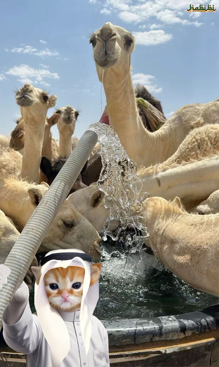 HabibiLead's tweet image. Don't miss out on this chance to pitch your project and secure funding. Let's make your vision a reality in the heart of the crypto world! 
Contact me for details and to schedule a meeting. Let's innovate together in Dubai! 🚀