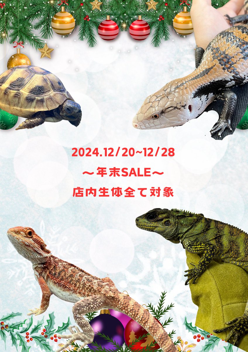 reptilespro03's tweet photo. 2024年 最後のSALE開催します‼️
店内全ての生体がいつもよりお迎えしやすい価格となります✨️
是非、今年最後に最高の生体をお迎えお待ちしてます🌟🎄🎁

  #れぷたいるずプロ #姫路 #兵庫 #爬虫類ショップ #爬虫類専門店 #年末セール https://t.co/8lmPtfR9Nw