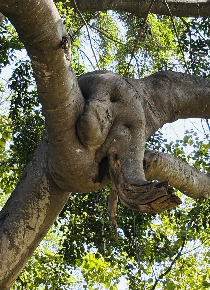 ninakillham's tweet image. Tree that thinks it’s an elephant. #Lalbagh #Bengaluru #India #savethetrees