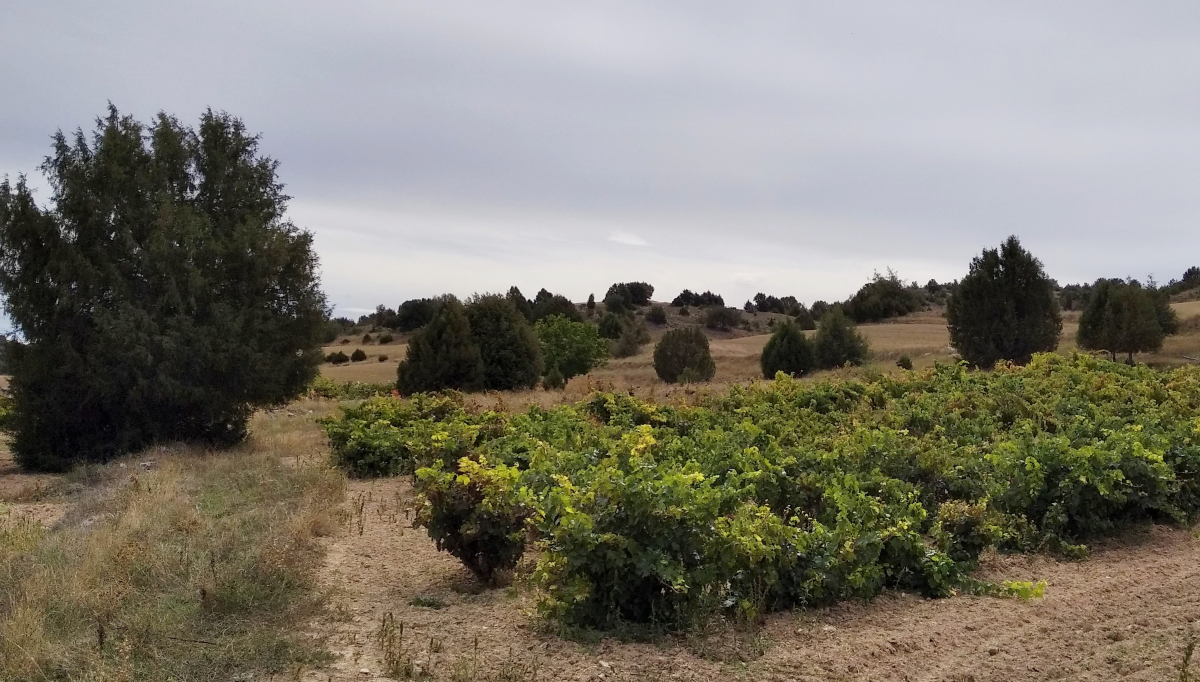 culturaliquidaf's tweet photo. Desde Fundación Cultura Líquida somos conscientes de que el #vino está ligado a la historia de la humanidad. Es un elemento que conecta #geografías, #personas y #cultura. https://t.co/l3kNsT1LOM