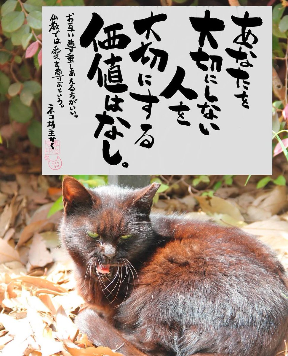 yabumoto610's tweet photo. ネコさんから人間さんへ今日の一言 https://t.co/l63nGEXMP8