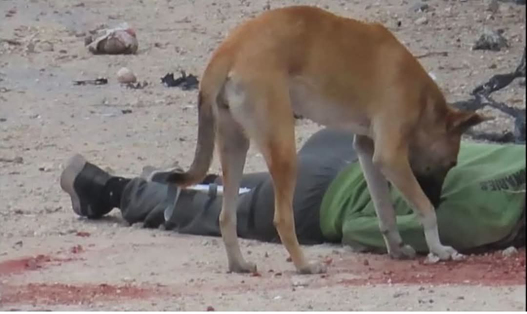 Graphic_desiin's tweet photo. تحت الموت والخذلان، وقف هذا المشهد شاهداً على قسوة البشر والعالم، كلب هزيل جائع ينهش من جسد شهيد ملقى على الأرض شمال قطاعغزة.

جسد لا ذنب له سوى أنه فقط فلسطيني من قطاع غزة، هذا المشهدٌ يتحدث بلغة الصمت عن سقوط العدالة الإنسانية وعن بشر تركوا ابن غزة وحيداً ليكون غداء للكلاب
#غزة https://t.co/pk6iUNFZMz