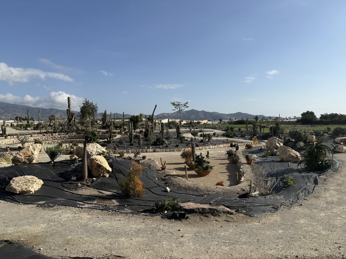 BadToxic's tweet photo. More from the #cactus #garden in #Motril (#ship #NorwegianPearl).
#ParqueDeLosPueblosDeAmérica #parque #JardinDeCactus #park #cactus #Kaktus #Kakteen #cactusLover #cactusPark #spiky #stachelig #KaktusGarten #Garten #cruiseShip #cruise #vacation #Urlaub @umiizza @CruiseNorwegian https://t.co/Y7mm3VUMHr