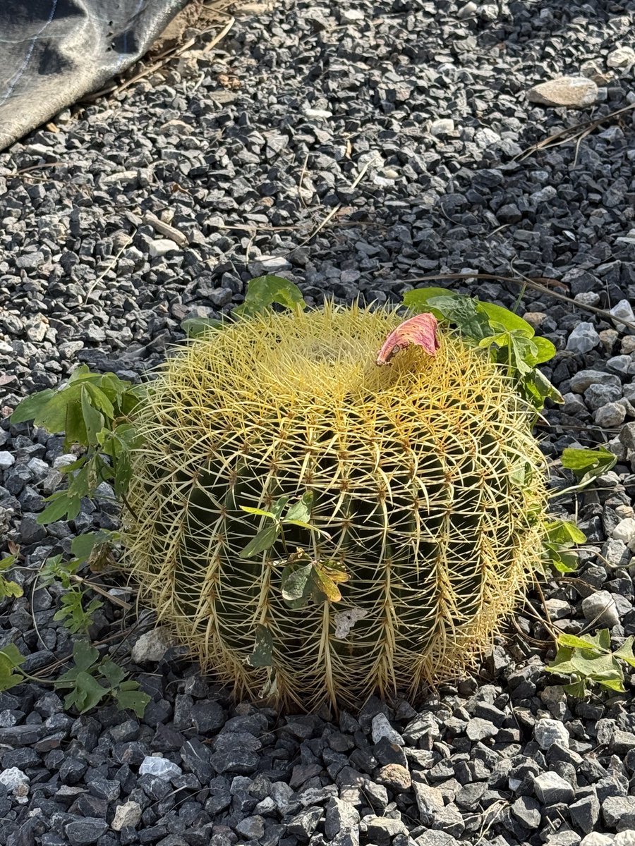 BadToxic's tweet photo. More from the #cactus #garden in #Motril (#ship #NorwegianPearl).
#ParqueDeLosPueblosDeAmérica #parque #JardinDeCactus #park #cactus #Kaktus #Kakteen #cactusLover #cactusPark #spiky #stachelig #KaktusGarten #Garten #cruiseShip #cruise #vacation #Urlaub @umiizza @CruiseNorwegian https://t.co/Y7mm3VUMHr