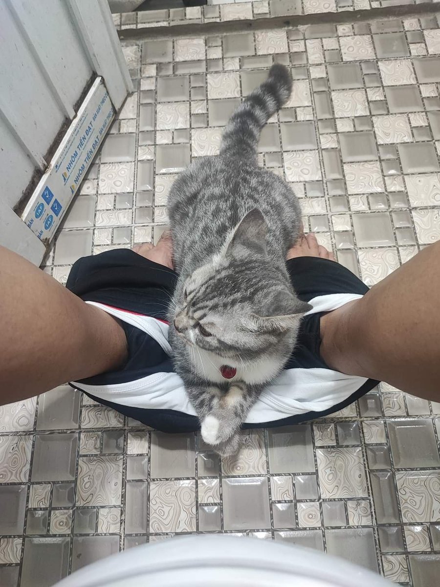 Quem não tem cão caga com gato