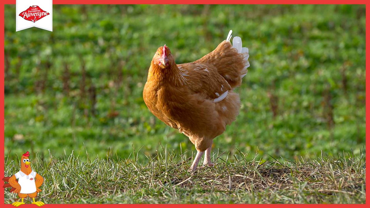 La #Poularde Fermière d’#Auvergne est une jeune poule qui n’a jamais pondu, engraissée, elle est spécialement élevée pour les #fêtes de fin d’année. Sa chair est fine, savoureuse et légèrement nacrée.