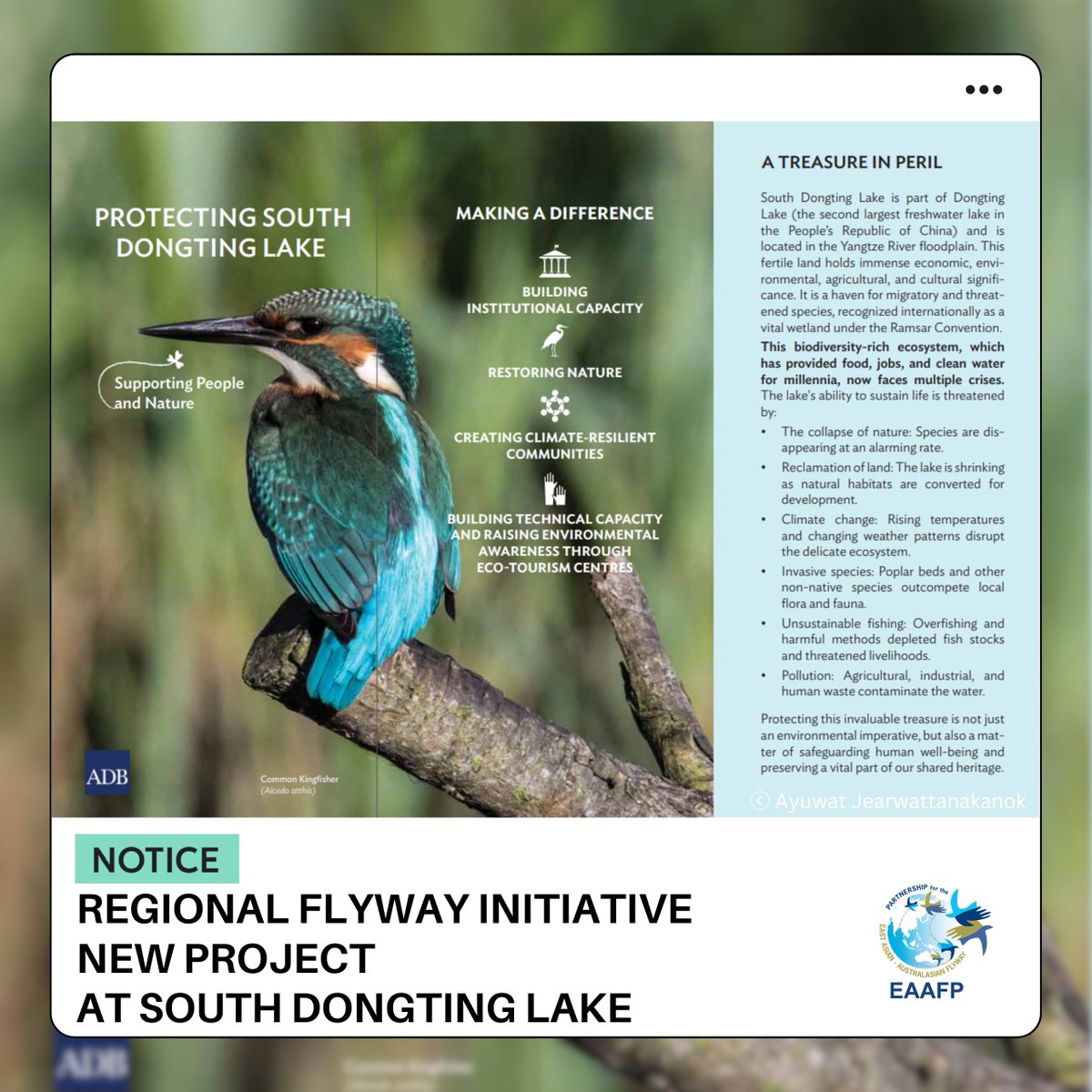 Exciting News: Launch of the Regional Flyway Initiative (RFI) at South Dongting Lake! 🌍
A partnership between EAAFP, BirdLife Intl., &amp; the Asian Development Bank to restore wetlands &amp; protect migratory birds in China, supporting both nature &amp; local communities.  #RFI #EAAFlyway