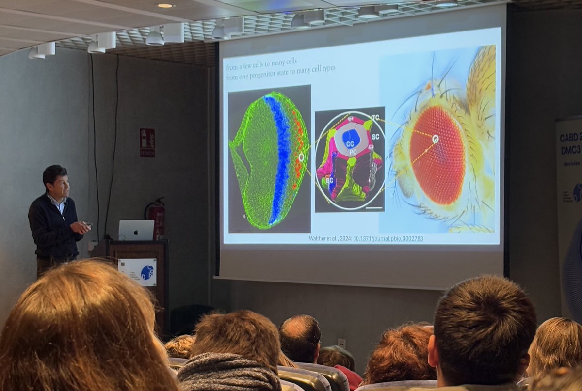 Centro Andaluz de Biología del Desarrollo (@cabd_upo_csic) on Twitter photo <a href="/MarconSBSLab/">Marcon Lab</a> <a href="/pablodeolavide/">Pablo de Olavide</a> <a href="/CSICAndalExtrem/">CSIC Andalucía y Extremadura</a> <a href="/UniversidadAnd/">Consejería Universidad, Investigación e Innovación</a> <a href="/SOMM_alliance/">SOMM alliance</a> <a href="/fcasfer/">Fernando Casares</a> in his talk explains a novel approach to study eye development using 🪰 <a href="/MarconSBSLab/">Marcon Lab</a> <a href="/pablodeolavide/">Pablo de Olavide</a> <a href="/CSICAndalExtrem/">CSIC Andalucía y Extremadura</a> <a href="/UniversidadAnd/">Consejería Universidad, Investigación e Innovación</a> <a href="/SOMM_alliance/">SOMM alliance</a> <a href="/fcasfer/">Fernando Casares</a> in his talk explains a novel approach to study eye development using 🪰