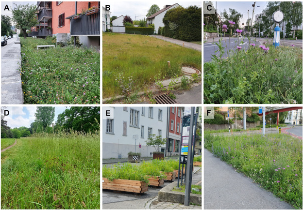 RestEcologyHU's tweet photo. #ECOLRESforNRL
Day 12 - restoring #urban #ecosystems
Recommendations for maximizing #restoration success of 🏘️urban #grasslands🌱🌼: what works, what doesn’t, and what knowledge are we lacking? A 2024 global review from colleagues.
https://t.co/eFRsXyPVBe
#RestoreNature https://t.co/2YYvmoj3Q8