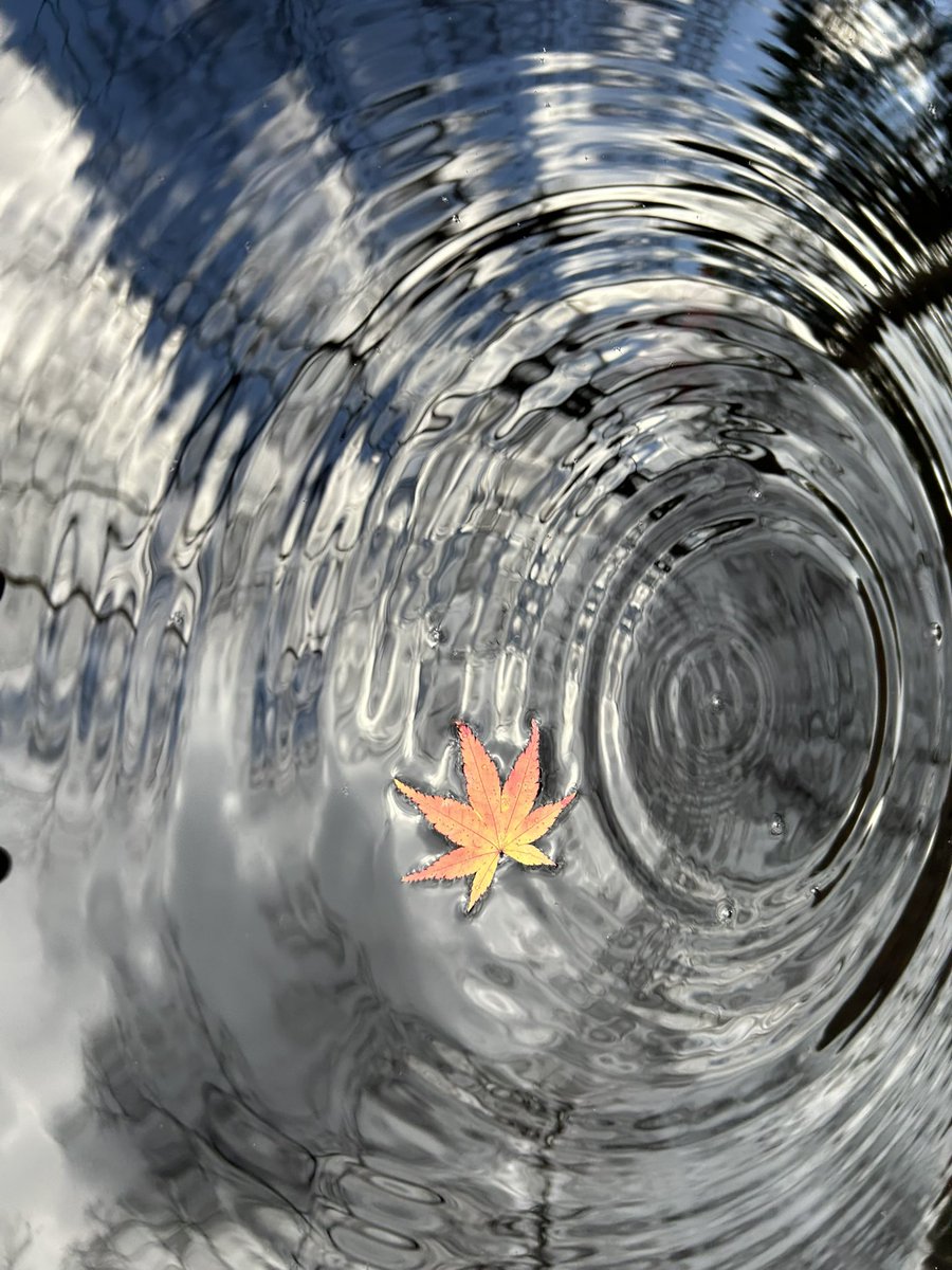 落ち葉に水紋
もうすぐ冬至だ