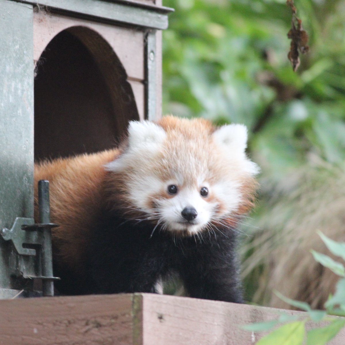 This Hogmanay, we're asking residents in our local area to refrain from setting off fireworks, following the death of our red panda kit Roxie on bonfire night. 

As always, we will do all we can to protect our animals from fireworks, including keeping them indoors and providing