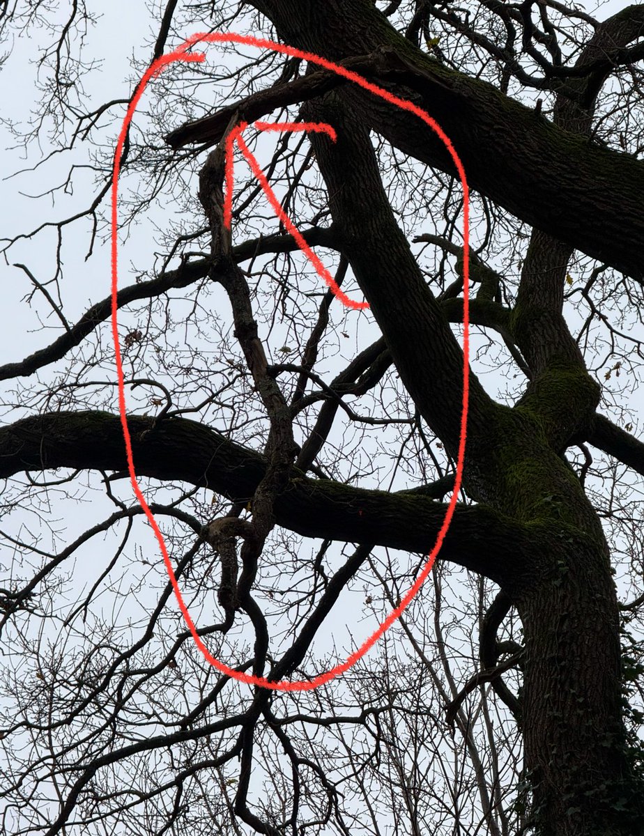 McPikul's tweet photo. @BCPCouncil please somone have look on trees next to Livingstone school footpath, on one tree is hanging branches above footpath where our kids walking! https://t.co/IMFlv2avbA