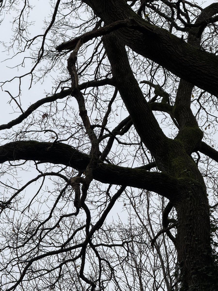 McPikul's tweet photo. @BCPCouncil please somone have look on trees next to Livingstone school footpath, on one tree is hanging branches above footpath where our kids walking! https://t.co/IMFlv2avbA
