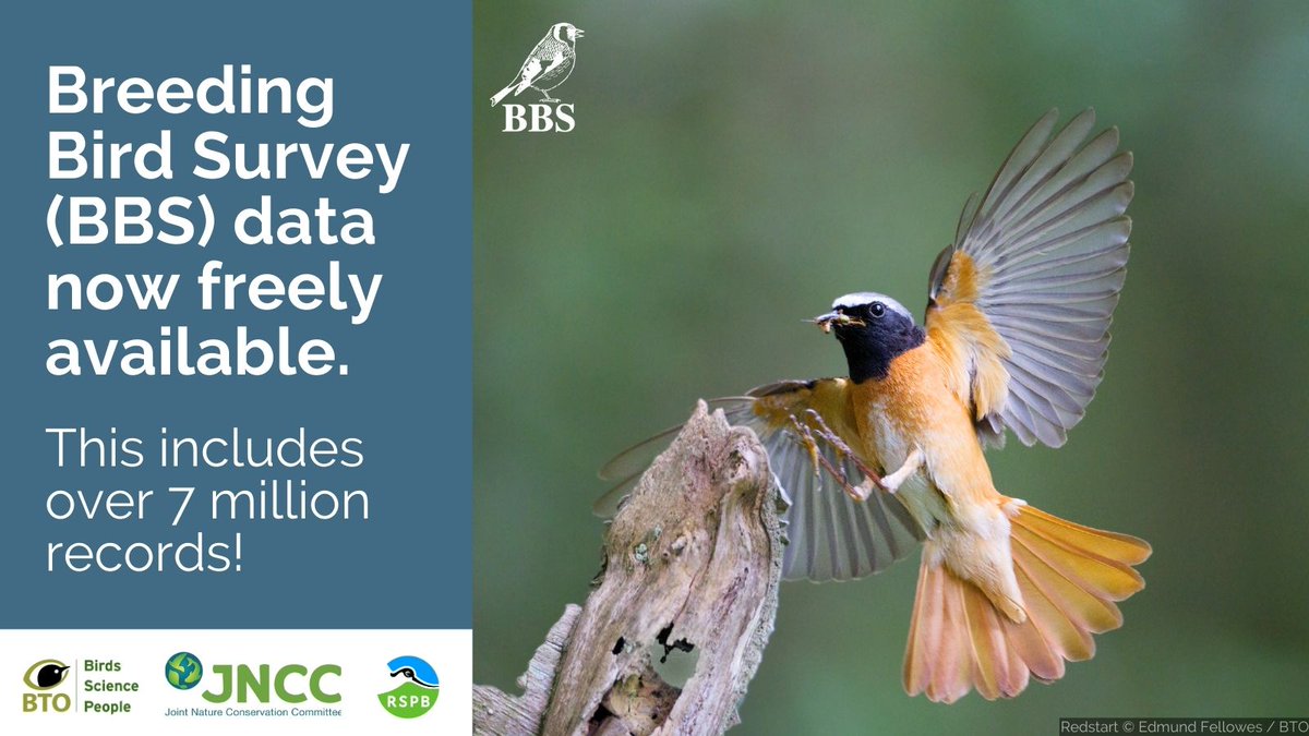 Breeding Bird Surveys (@bbs_birds) on Twitter photo 1/ Great news! 🎉<a href="/_BTO/">BTO</a>, <a href="/JNCC_UK/">JNCC</a> and <a href="/RSPBScience/">RSPB Science</a> are making decades of <a href="/BBS_birds/">Breeding Bird Surveys</a> data freely available for everyone in the conservation and research community. This includes over 7 million records! 📝 Find out more ⬇️ or read the paper➡️ bit.ly/_BBSData #ornithology 1/ Great news! 🎉<a href="/_BTO/">BTO</a>, <a href="/JNCC_UK/">JNCC</a> and <a href="/RSPBScience/">RSPB Science</a> are making decades of <a href="/BBS_birds/">Breeding Bird Surveys</a> data freely available for everyone in the conservation and research community. This includes over 7 million records! 📝 Find out more ⬇️ or read the paper➡️ bit.ly/_BBSData #ornithology