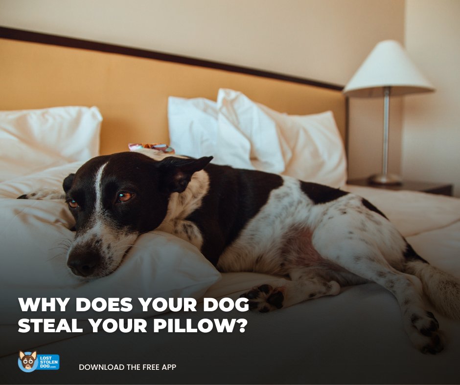 Ever wonder why your dog loves sleeping on your pillow? 
It’s not just about comfort ❤️ Your scent on the pillow makes them feel safe, loved &amp; close to you, even when you're not around. Cherish these moments, to them, you are home
loststolendog.com #DogsAreFamily #DogLove