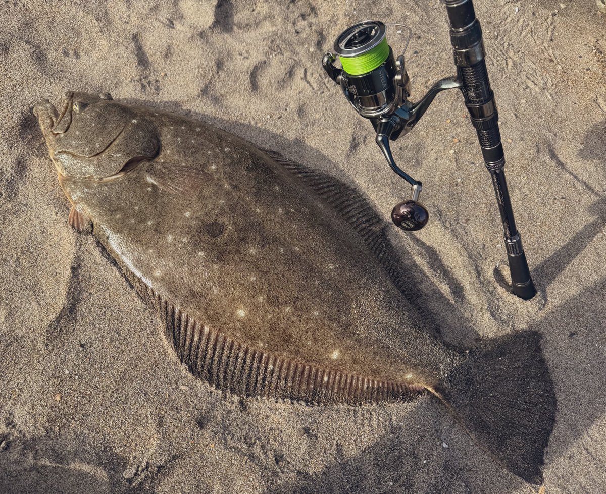 本日は友人と釣り納め釣行のはずが、
また大座布団が釣れてしまい納めるの中止です🙌🏼

#常磐サーフ
#大座布団
#22ステラ
#モンスターサーフリミテッド
#釣り納め
#中止