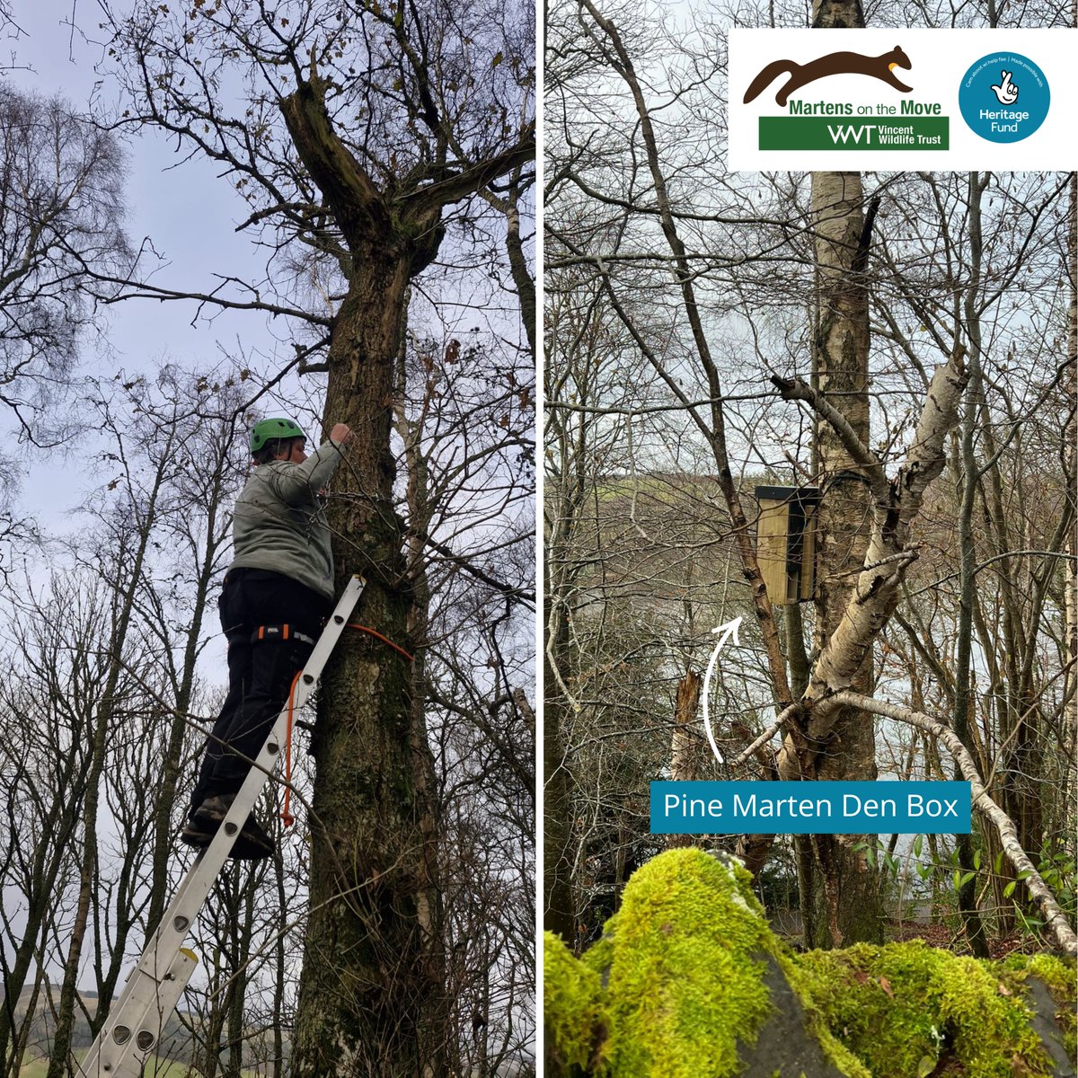 Vincent Wildlife (@vincentwildlife) on Twitter photo #MartensOnTheMove has installed den boxes at Roamer’s Wood in the Tweed Valley with Sustainable West Linton and District to provide local pine martens with safe places to rest and breed. VWT vol Lisa did well at her first den box installation training session. <a href="/HeritageFundUK/">The National Lottery Heritage Fund</a> #MartensOnTheMove has installed den boxes at Roamer’s Wood in the Tweed Valley with Sustainable West Linton and District to provide local pine martens with safe places to rest and breed. VWT vol Lisa did well at her first den box installation training session. <a href="/HeritageFundUK/">The National Lottery Heritage Fund</a>