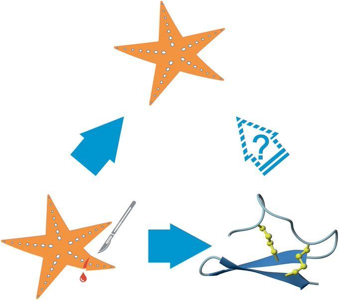FEBSOpenBio's tweet image. Structural analysis of an Asterias rubens peptide indicates the presence of a disulfide-directed β-hairpin fold

➡️ buff.ly/3CzKLtE

🥼 @Rtakjoo 

#AsteriasRubens #MolecularEvolution #StructuralAnalysis #SeaStars