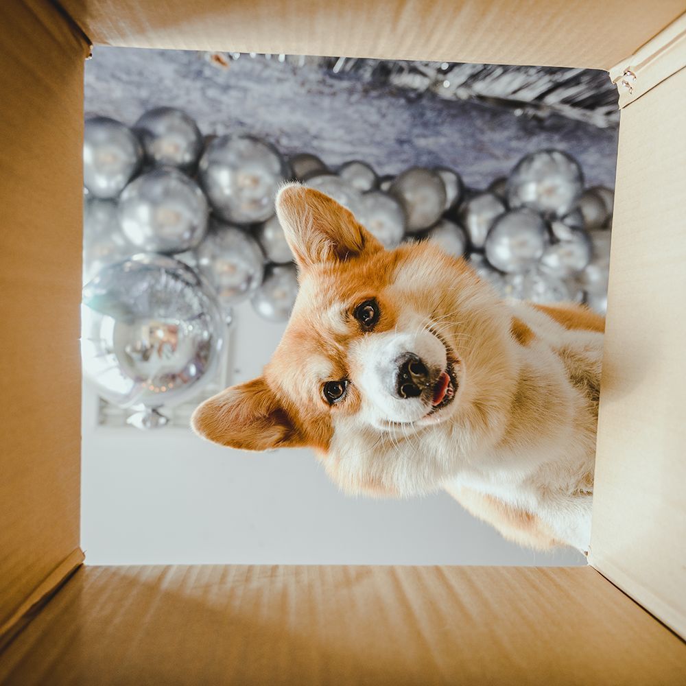 PaleoRidge's tweet image. For customers in our 48-hour delivery area, you have until is 12pm Wednesday 18th December 2024, for delivery on Friday 20th December 2024. 

Please note, if this date is missed, our next delivery won’t be until Wednesday 8th January 2025. 🚚 🚚 

#christmas #deliveryservice