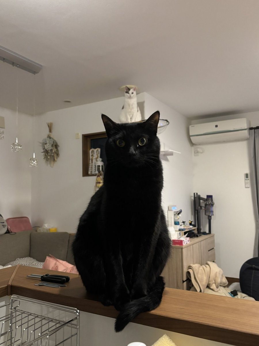 nmiyu_m's tweet photo. Cat on cat🐈‍⬛
うちの可愛いニャンズたち🐈💗
いい感じの写真撮れた✨

#猫のいる暮らし𓏲𓎨  #猫 #cats #にゃんこ　#保護猫と暮らす #猫好き #ねこ　#猫のいる幸せ #黒猫 #白猫 https://t.co/utAgRZ0KJR